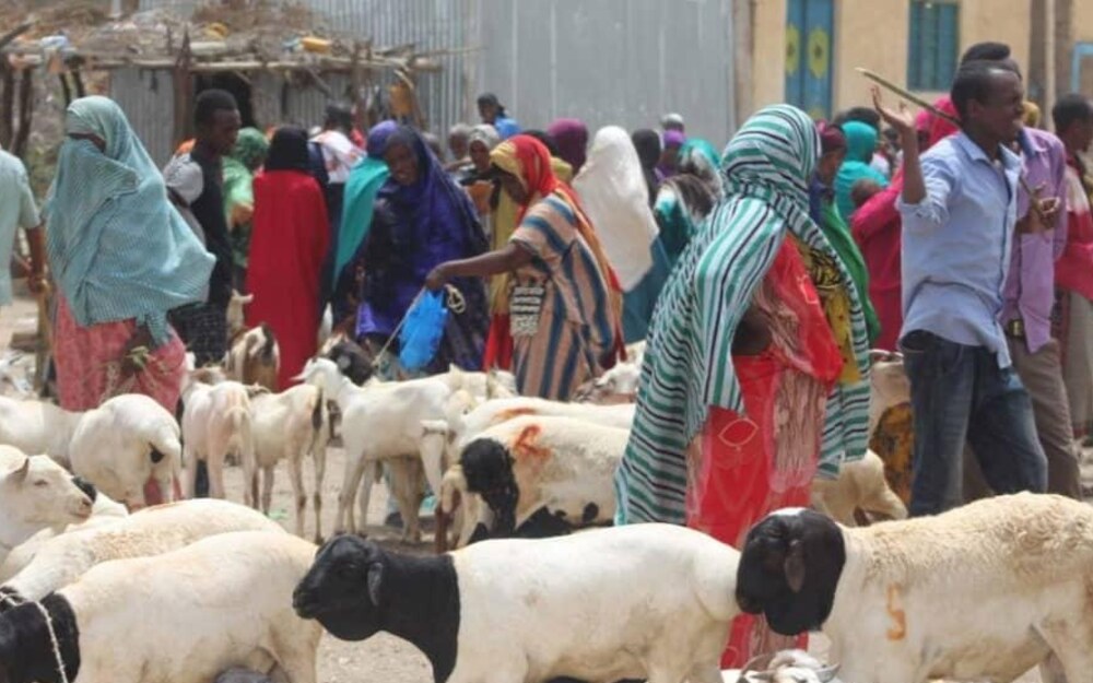 Livestock market with herders and community members